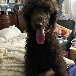 Latte - Poodle puppy from Nailah's Beauties: Standard Poodles