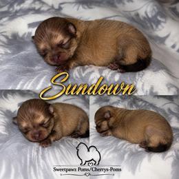 Sundown - Chocolate sable male Pomeranian puppy in Odessa, Texas from Cherry's Poms