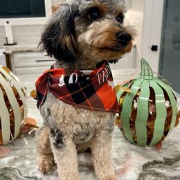Lucy - Aussiedoodle