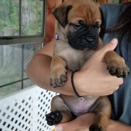 Bullmastiff Puppies from Faulkner Bullmastiffs