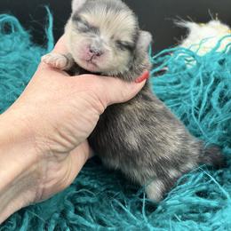 Marcel - Brindle male Pomeranian puppy in Franklin, North Carolina from A&J Cutie Pawtooties