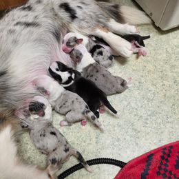 Anna - Blue merle and white female Cardigan Welsh Corgi puppy in Atascadero, California from California Corgis and Kunes