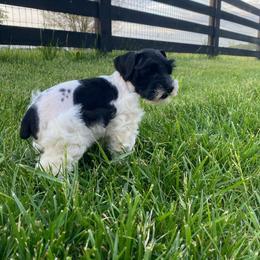 Junior - Parti male Miniature Schnauzer puppy in Rochester, Indiana from The_Schnauzer_House