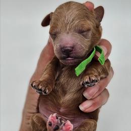 Boy - Red  male Poodle puppy in Salem, Missouri from Meadowbrook Poodles