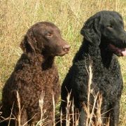 Curly-Coated Retrievers from Jollycurl Curly-Coated Retrievers