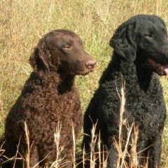 Curly-Coated Retrievers from Jollycurl Curly-Coated Retrievers