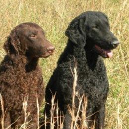 Curly-Coated Retrievers from Jollycurl Curly-Coated Retrievers