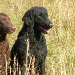 Curly-Coated Retrievers from Jollycurl Curly-Coated Retrievers