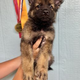 Odin - Blue boy - Sable male German Shepherd puppy in Oakley, California from Von Guadachi German Shepherds & Audacity Border Collies