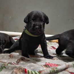 Gus - Green Collar - Black male Labrador Retriever puppy in Mount Olive, Mississippi from 3 King Kennels