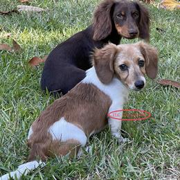 Dachshund Puppies from TLC Mini Dachshunds