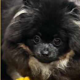 Kiki - Pomeranian