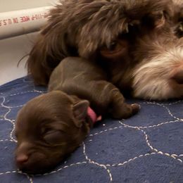 Dark pink collar - Chocolate male Havanese puppy in Medina, Ohio from Havi Haus (Coco's Puppies)