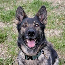 Danika - German Shepherd