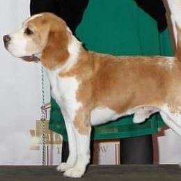 Beagles from Thunderbolt Beagles