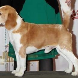 Beagles from Thunderbolt Beagles