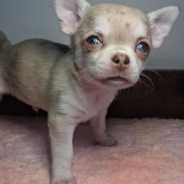 Luke 3750.00 - Merle male Chihuahua puppy in Callao, Virginia from Grace & Glory Chihuahuas