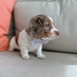 Dachshund Puppies from Dachshundly Perfect