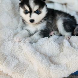 Boy 2 - Black and white male Pomsky puppy in Yavapai County, Arizona from Pawsh Pomskies