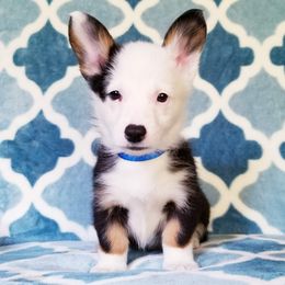 American Corgi and Pembroke Welsh Corgi Puppies from Whimsical Treasure Corgis