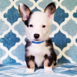 American Corgi and Pembroke Welsh Corgi Puppies from Whimsical Treasure Corgis