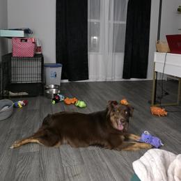 Freya - Australian Shepherd