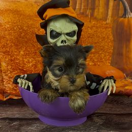 Boy 2 - Black and tan male Yorkshire Terrier puppy in New Hampton, Iowa from JMAK Dreams