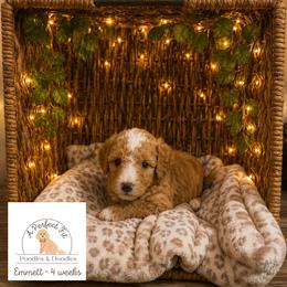 Emmett - Apricot male Goldendoodle puppy in Lake Charles, Louisiana from Perfect Fit Poodles & Doodles