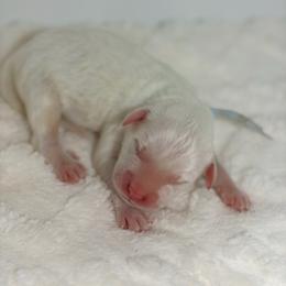 Varsity - White male Great Pyrenees puppy in San Marcos, California from Faith Family Freedom Farm