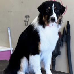 Waco - Black tri-color male Australian Shepherd puppy in Franktown, Colorado from Boujee Aussies