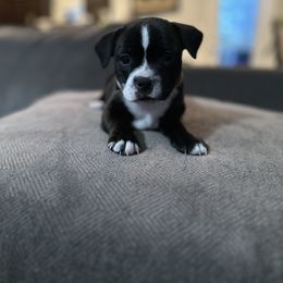Staffordshire Bull Terrier Puppies from Lucky Staffs