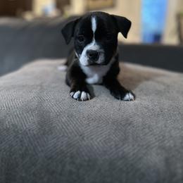 Staffordshire Bull Terrier Puppies from Lucky Staffs