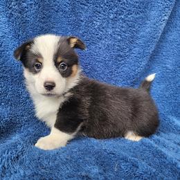 Aladdin - Black and tan male Pembroke Welsh Corgi puppy in Castle Rock, Washington from Heckman Corgis