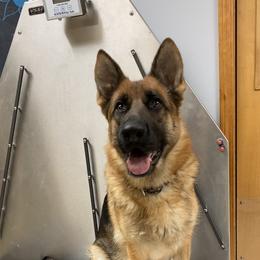 German Shepherd All Grown Up from Angel Oak German Shepherds