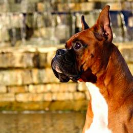 Boxers from Dusty Road’s Kennel LLC