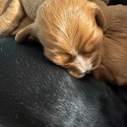 Cosmo - Ruby male Cavalier King Charles Spaniel puppy in Rockville, Maryland from Skais the Limit