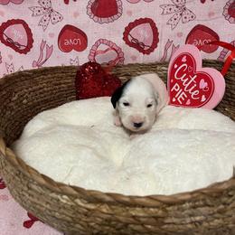 Pepper- Long Coat - White and black male Dalmatian puppy in Claremore, Oklahoma from Lotsofdots Dalmatians