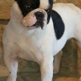 Bichon Frises and French Bulldogs from Sears Kennels