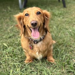 Lucy - Dachshund
