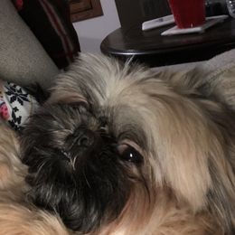 Shih Tzus from RL Phillips Shihtzus
