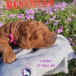 Laura - Red  female Goldendoodle puppy in Greer, South Carolina from South Paw Doodles