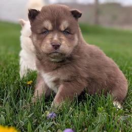 Reed - Red and white male Siberian Husky puppy in Coshocton, Ohio from Wyant Farms