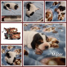 Mater - Black white and tan male Basset Hound puppy in Mill Springs, North Carolina from Mountain View Basset Hounds