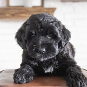 Assorted Doodle Crosses, Bernedoodle, Double Doodle, Goldendoodle, Labradoodle, and Whoodle Puppies from Our Little Farm Life Doodles