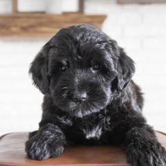 Assorted Doodle Crosses, Bernedoodle, Double Doodle, Goldendoodle, Labradoodle, and Whoodle Puppies from Our Little Farm Life Doodles