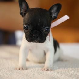 Pink Collar - White and brindle female French Bulldog puppy in Wichita, Kansas from Phantasticus French Bulldogs