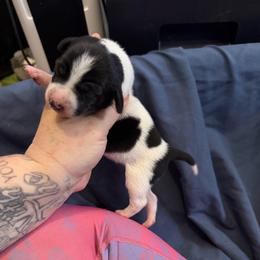 Eurydice - White and black female Xoloitzcuintli puppy in Manitowoc, Wisconsin from Wonderland Kennel