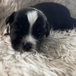 Boy 2 - Black & white Miniature Australian Shepherd puppy in Eufaula, Oklahoma from Ripple Creek