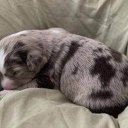 Australian Shepherd Puppies from Forgotten Coast Australian Shepherds