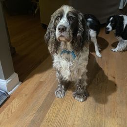 English Springer Spaniel All Grown Up from Sugar Creek Springer Spaniels